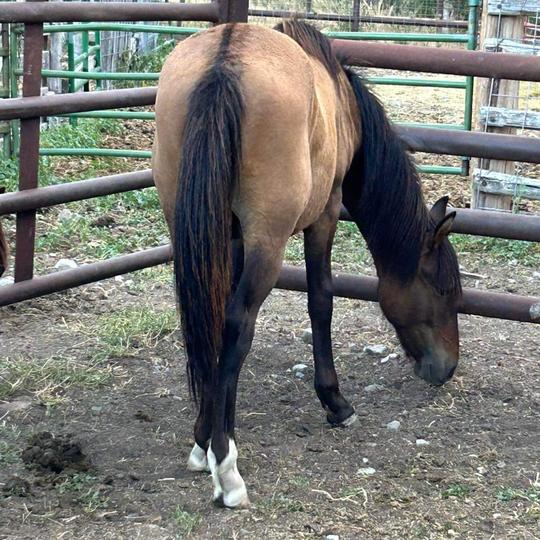 Yearling Gelding Paso Fino X