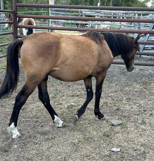 Yearling Gelding Paso Fino X