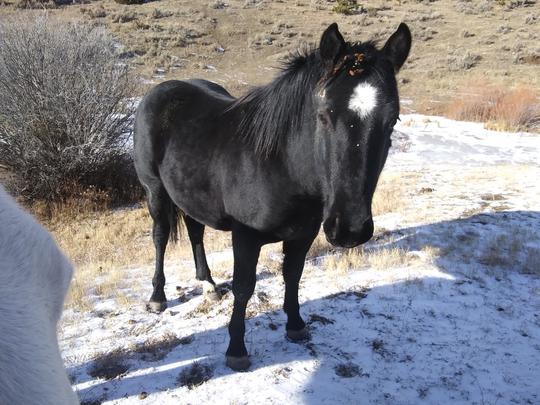 Two Year Old Stud Colt