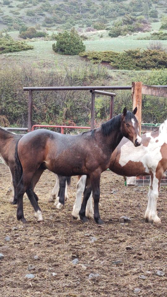 Yearling Gelding